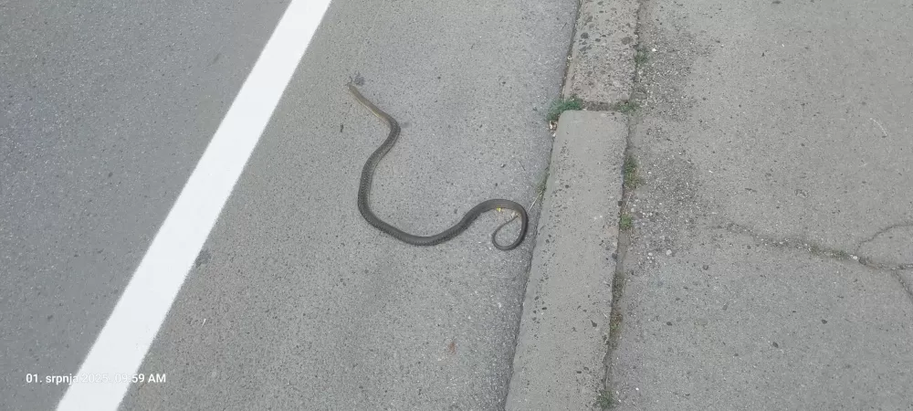 Zmija u ʼĐurinojʼ ulici