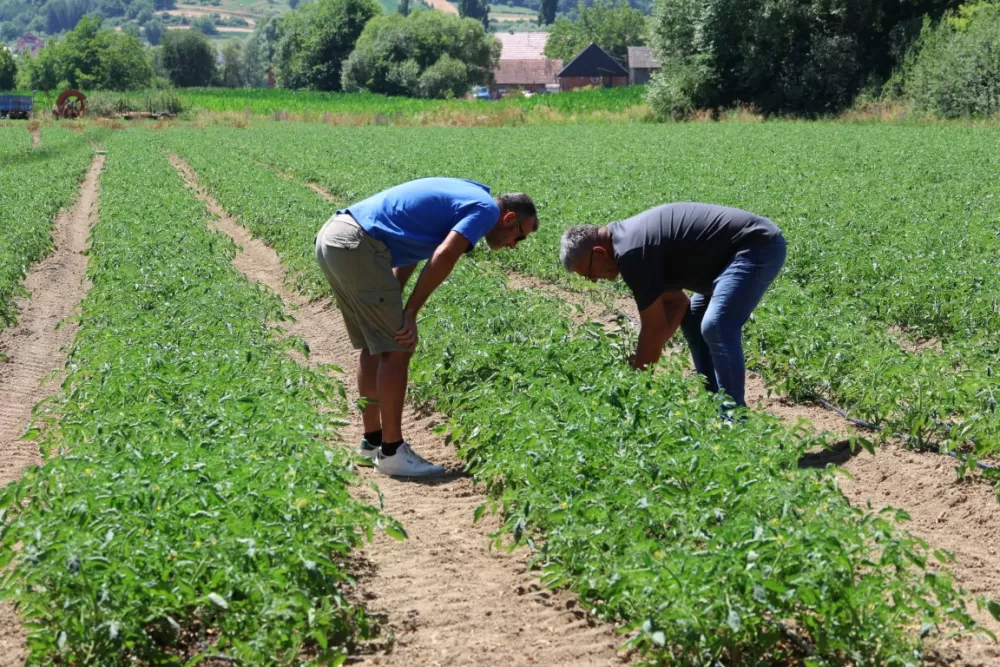 Šest povrćara požeškog kraja imaju 55 hektara rajčice za potrebe Podravke