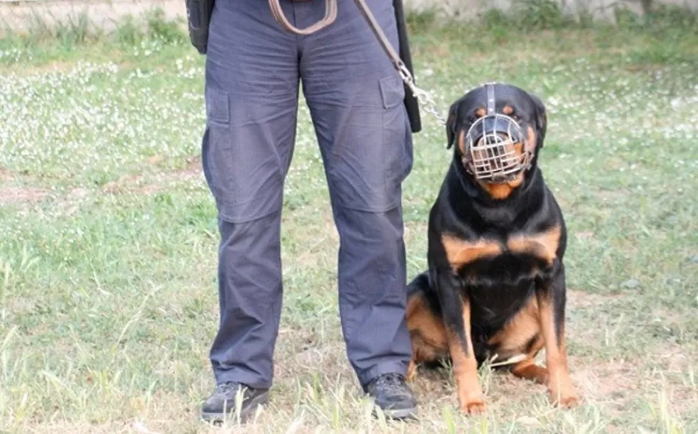 SB Online | Kako je policijski pas otkrio drogu na granici?