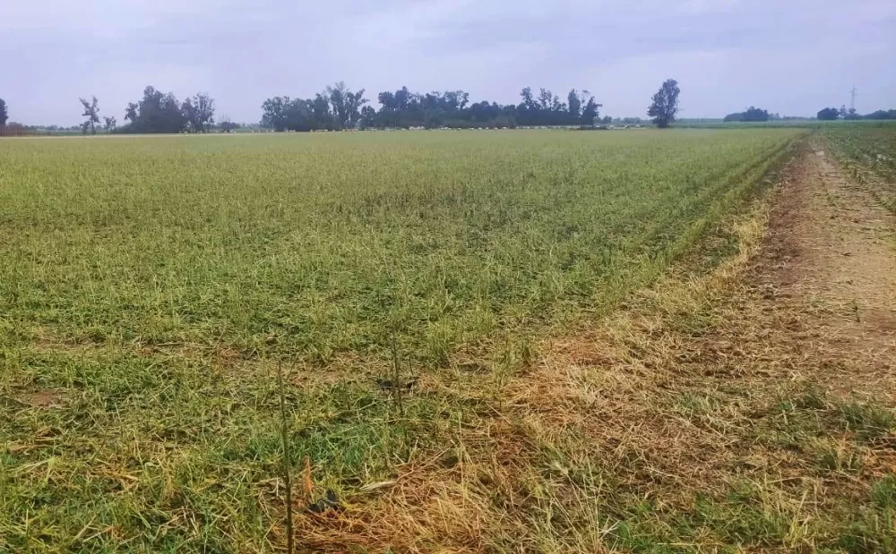 ŠTETE STOPOSTOTNE - Ratari očajni, jaka tuča uništila proljetne usjeve, najviše stradali kukuruz i soja