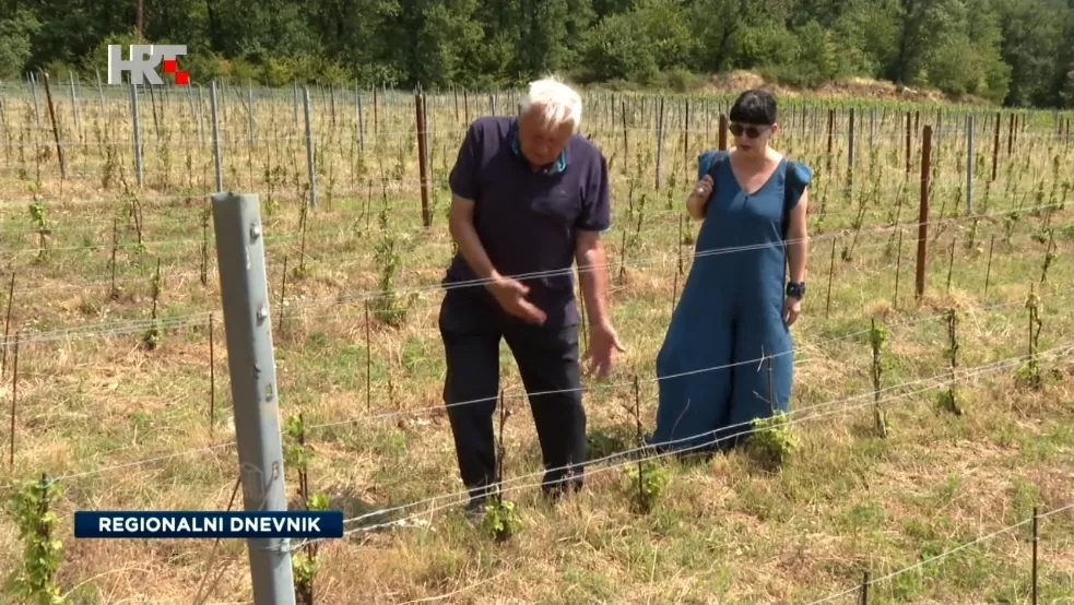 Požega.eu | Divljač poharala vinograde Krndije i Papuka: Šteta stopostotna