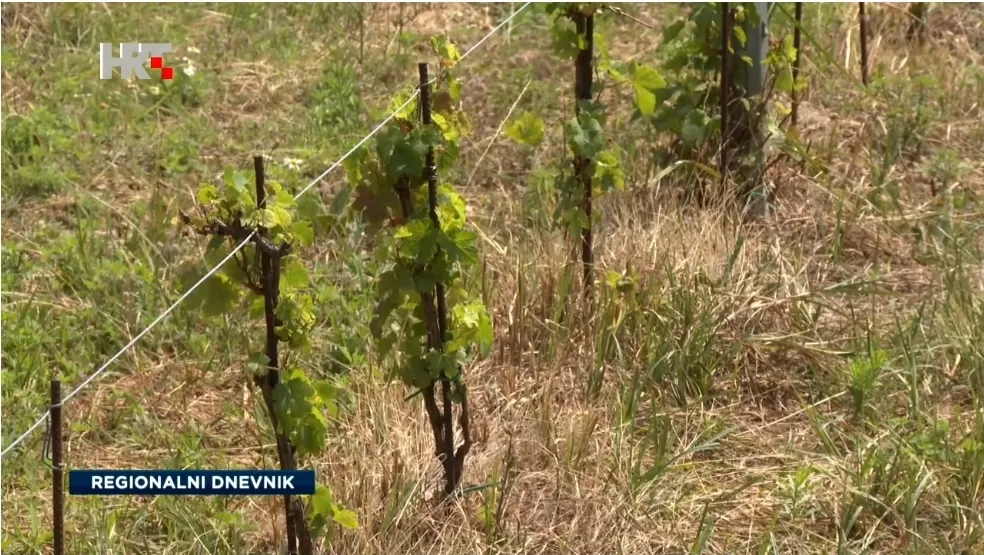 Divljač poharala vinograde Krndije i Papuka: Šteta stopostotna