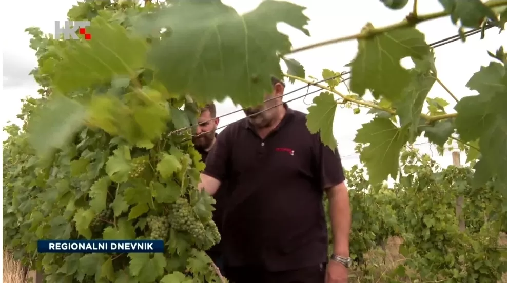 Divljač poharala vinograde Krndije i Papuka: Šteta stopostotna