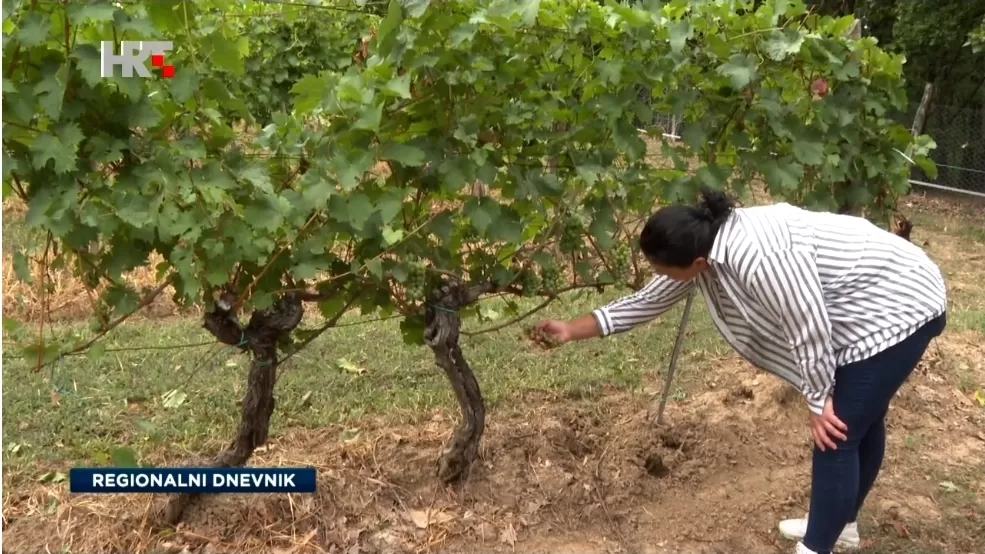 Divljač poharala vinograde Krndije i Papuka: Šteta stopostotna