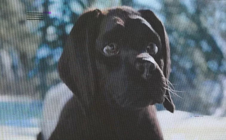 Na Trgu bećarca prikazan francuski pustolovni film „Kao pas i mačka“