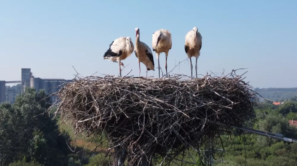 Zaštita i očuvanje bijele rode, ali i posavskoga sela!