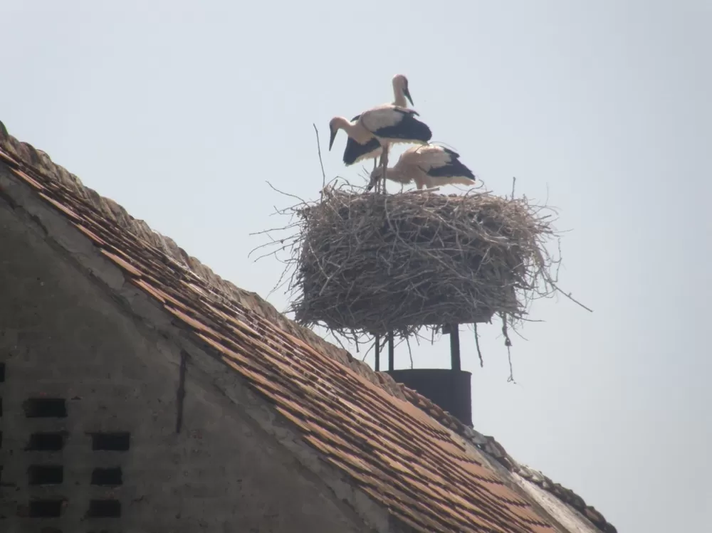 Zaštita i očuvanje bijele rode, ali i posavskoga sela!