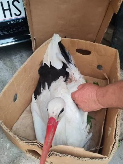 Zaštita i očuvanje bijele rode, ali i posavskoga sela!