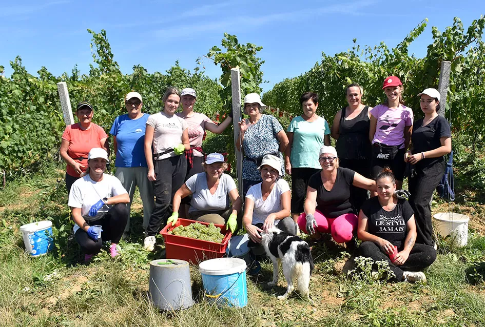 Požega.eu | Počela berba graševine vinogradima kutjevačke obitelji Čamak 