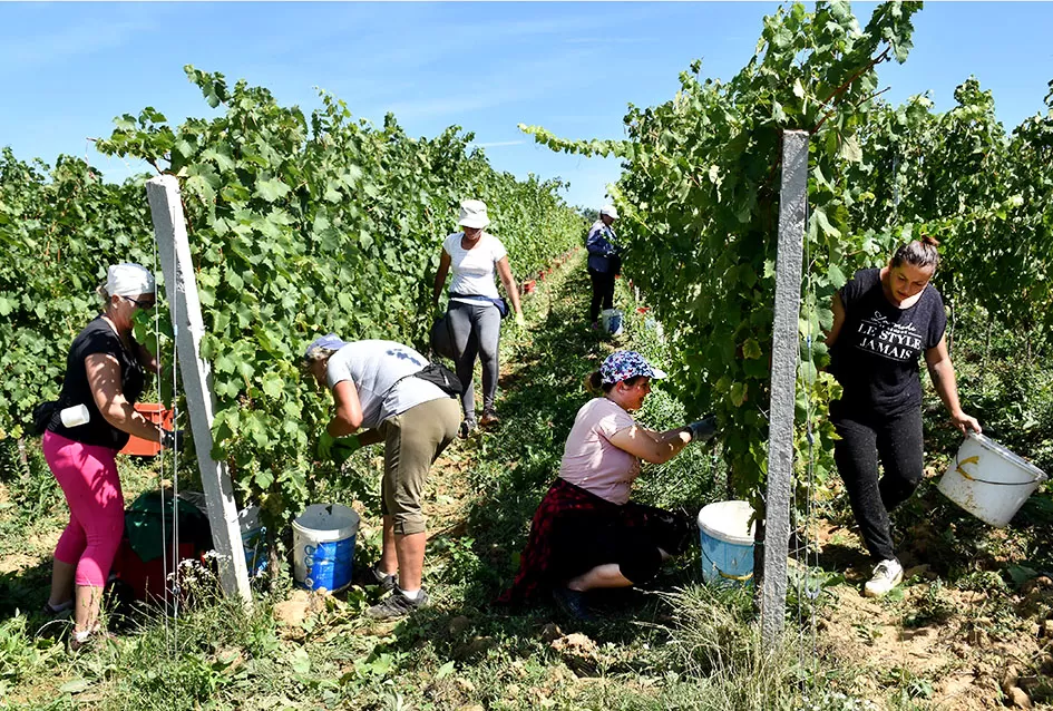 Počela berba graševine vinogradima kutjevačke obitelji Čamak 