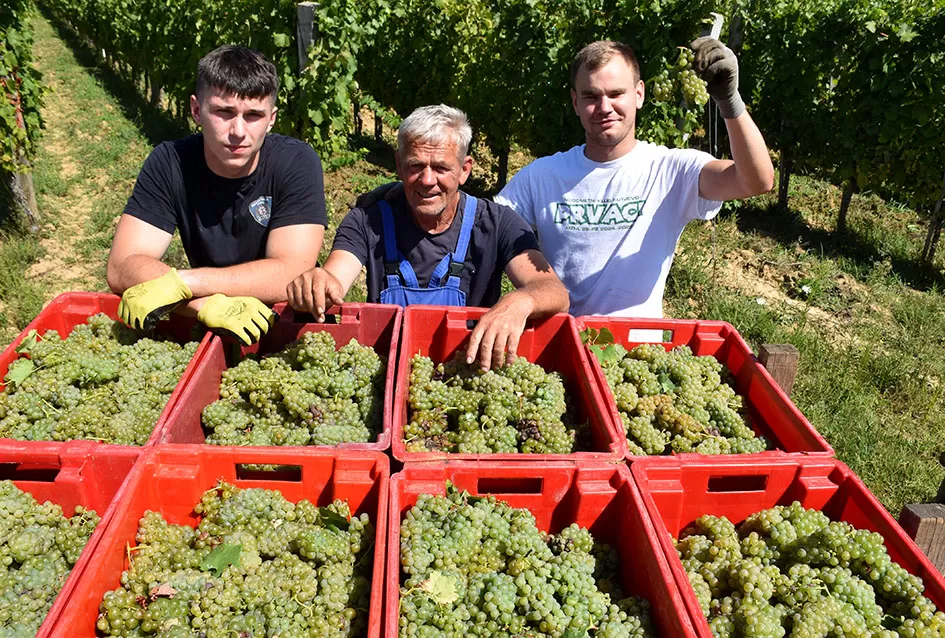 Počela berba graševine vinogradima kutjevačke obitelji Čamak 