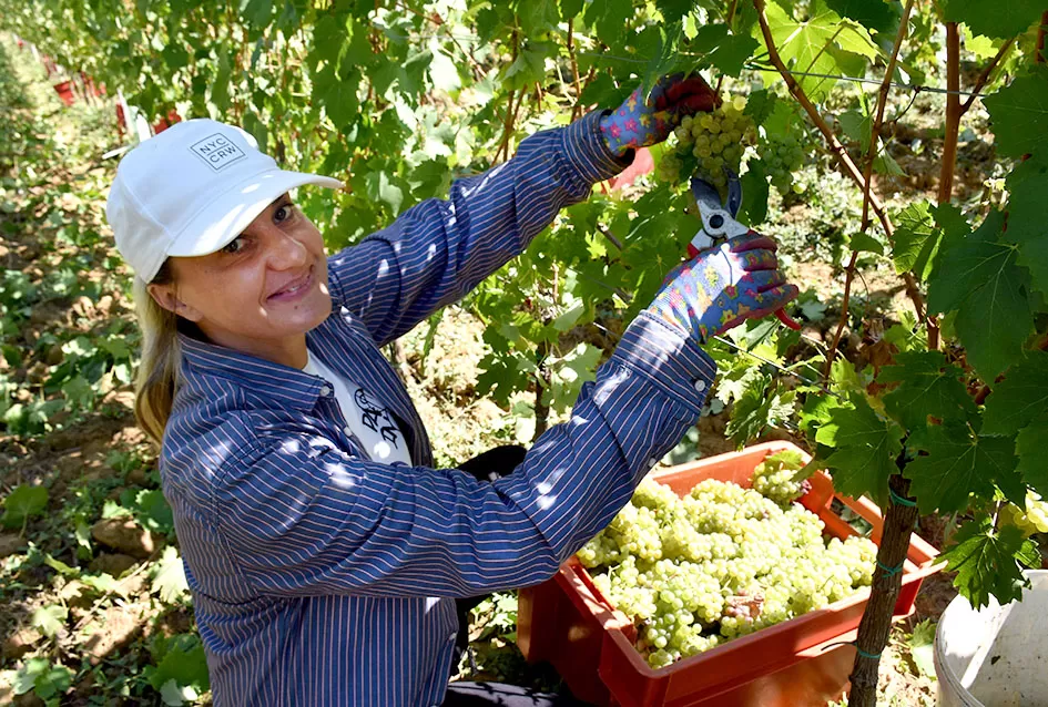Počela berba graševine vinogradima kutjevačke obitelji Čamak 