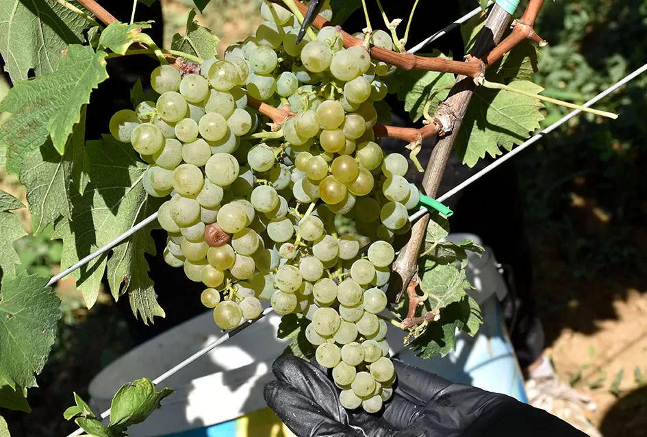 Počela berba graševine vinogradima kutjevačke obitelji Čamak 
