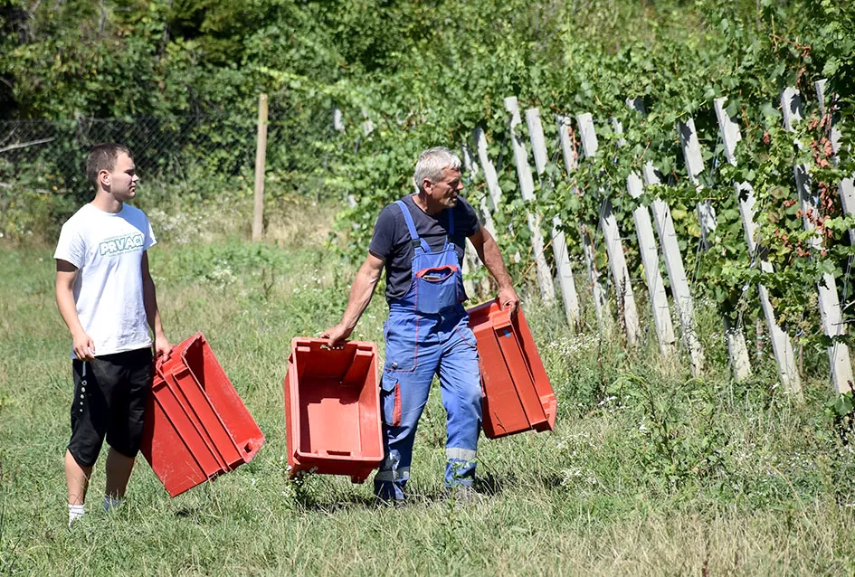 Počela berba graševine vinogradima kutjevačke obitelji Čamak 
