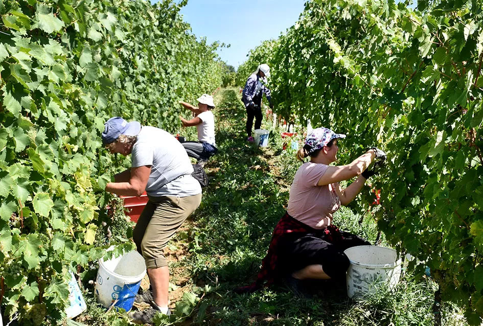 Počela berba graševine vinogradima kutjevačke obitelji Čamak 