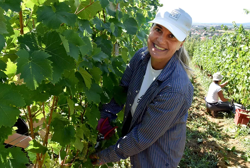 Počela berba graševine vinogradima kutjevačke obitelji Čamak 