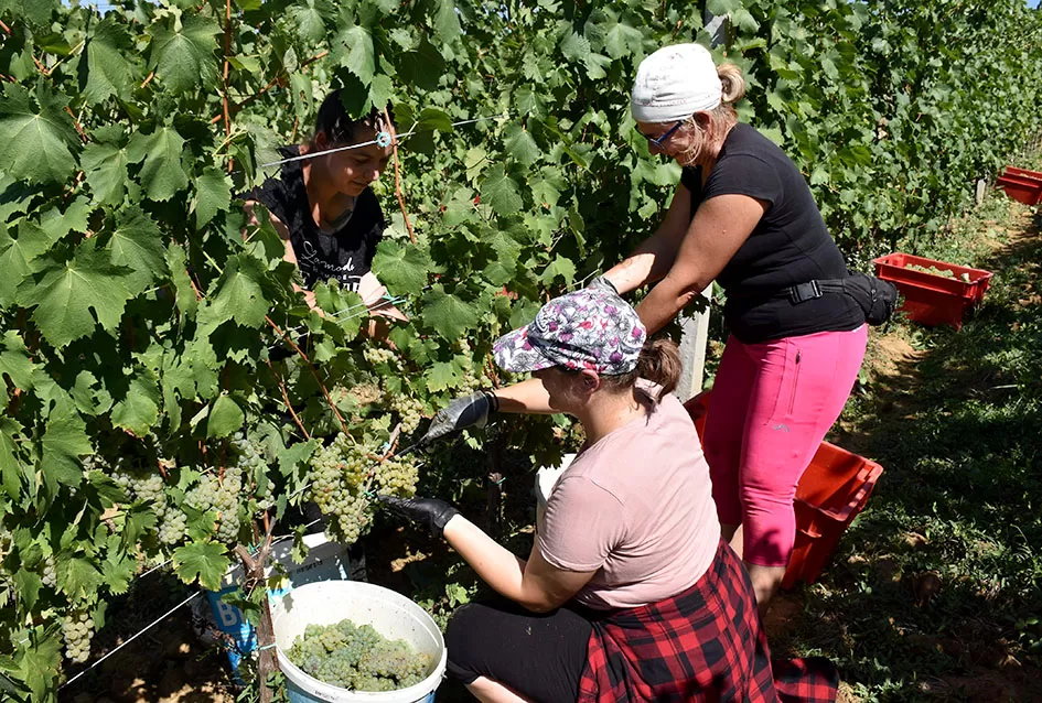 Počela berba graševine vinogradima kutjevačke obitelji Čamak 