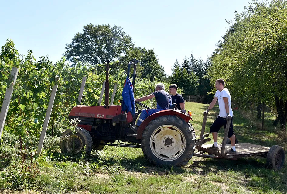 Počela berba graševine vinogradima kutjevačke obitelji Čamak 