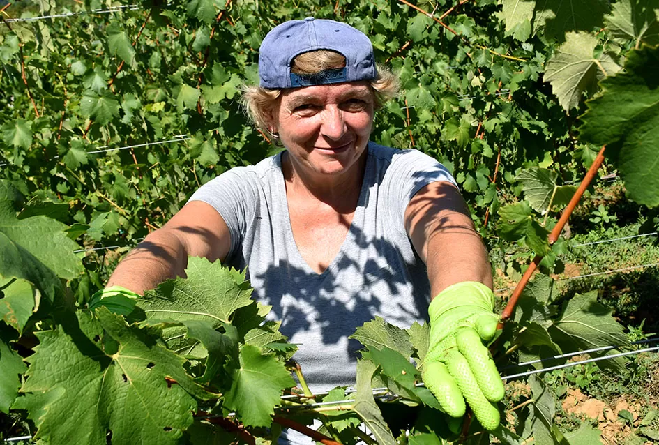 Počela berba graševine vinogradima kutjevačke obitelji Čamak 