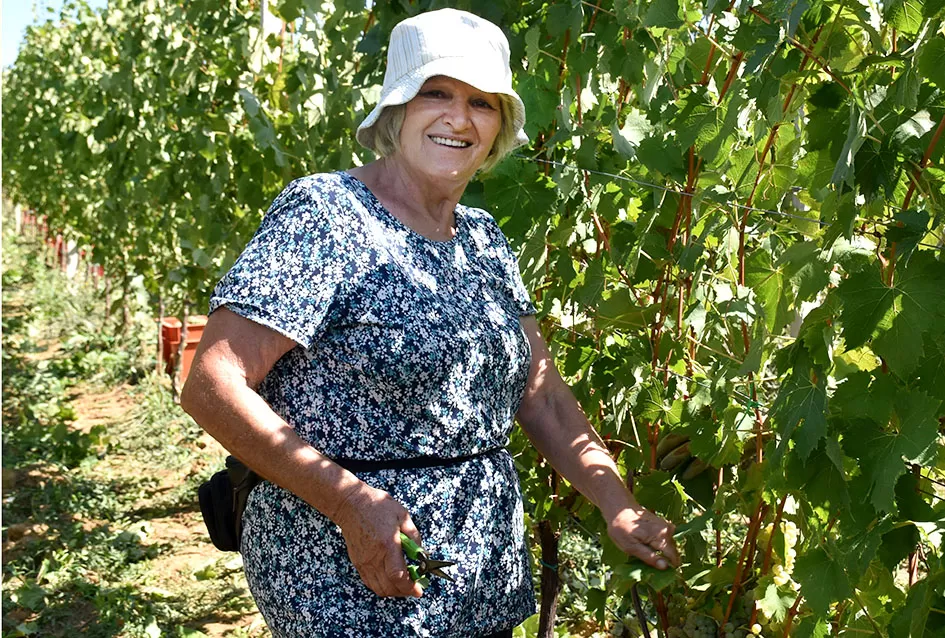 Počela berba graševine vinogradima kutjevačke obitelji Čamak 