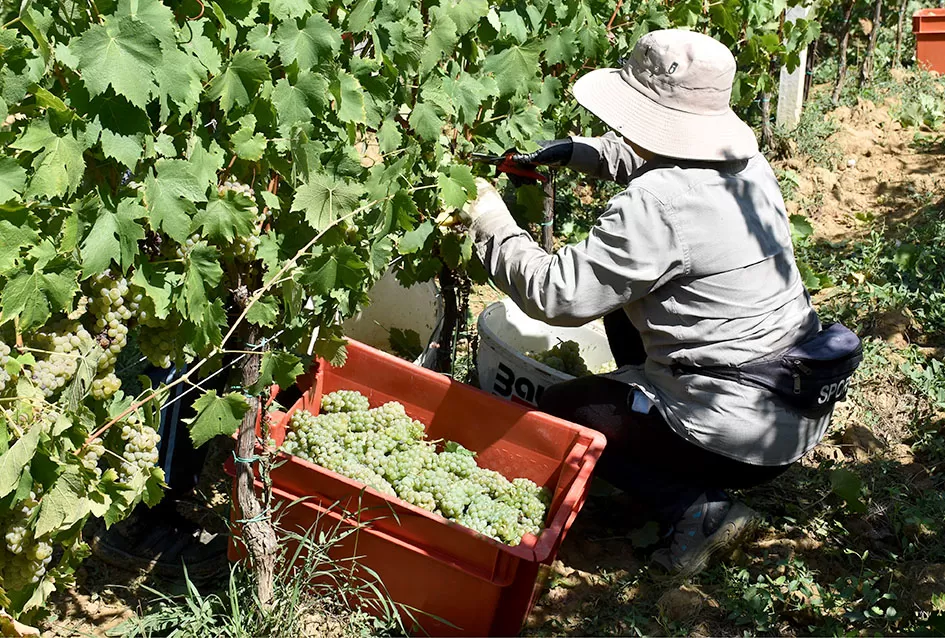 Počela berba graševine vinogradima kutjevačke obitelji Čamak 