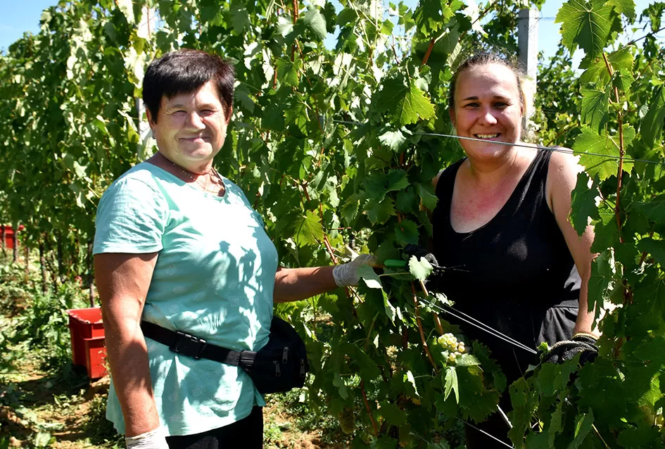 Počela berba graševine vinogradima kutjevačke obitelji Čamak 