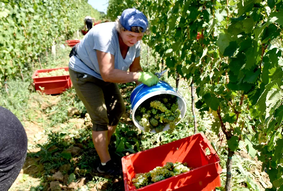Počela berba graševine vinogradima kutjevačke obitelji Čamak 