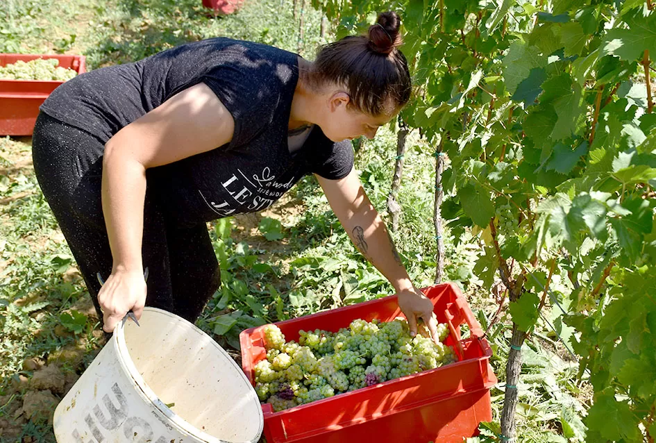 Počela berba graševine vinogradima kutjevačke obitelji Čamak 