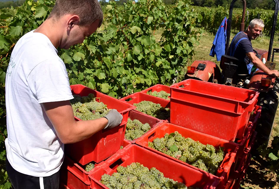 Počela berba graševine vinogradima kutjevačke obitelji Čamak 