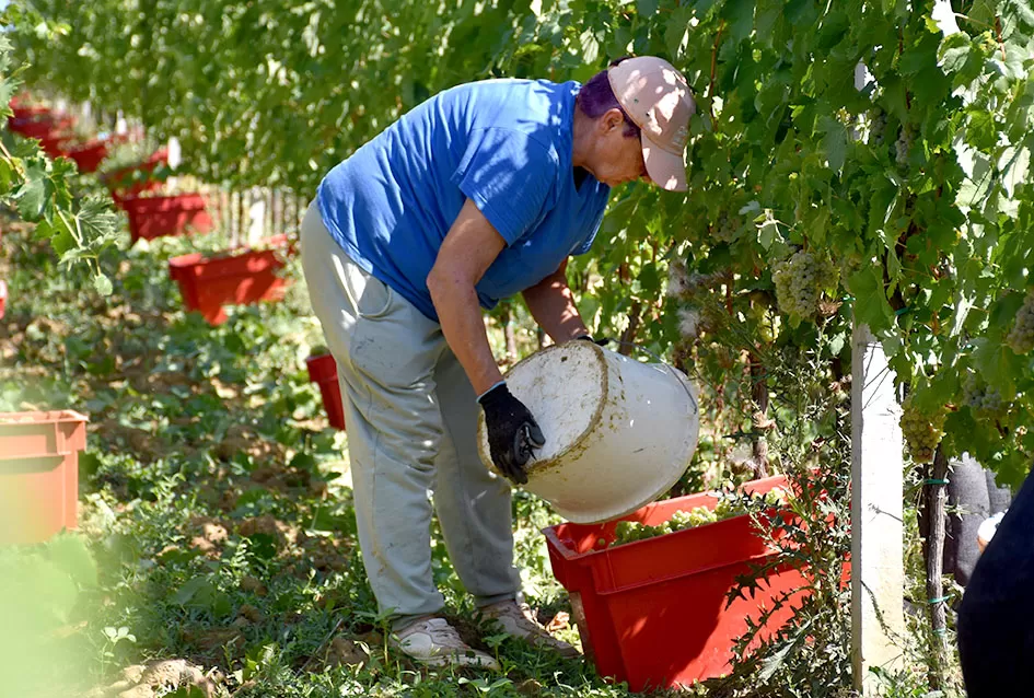 Počela berba graševine vinogradima kutjevačke obitelji Čamak 