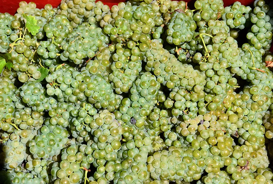 Počela berba graševine vinogradima kutjevačke obitelji Čamak 