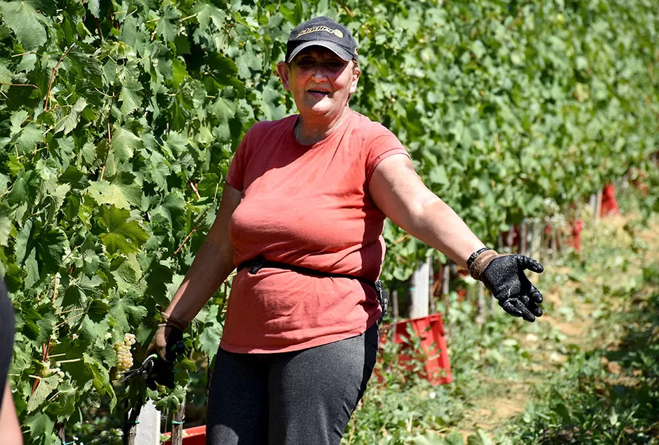 Počela berba graševine vinogradima kutjevačke obitelji Čamak 