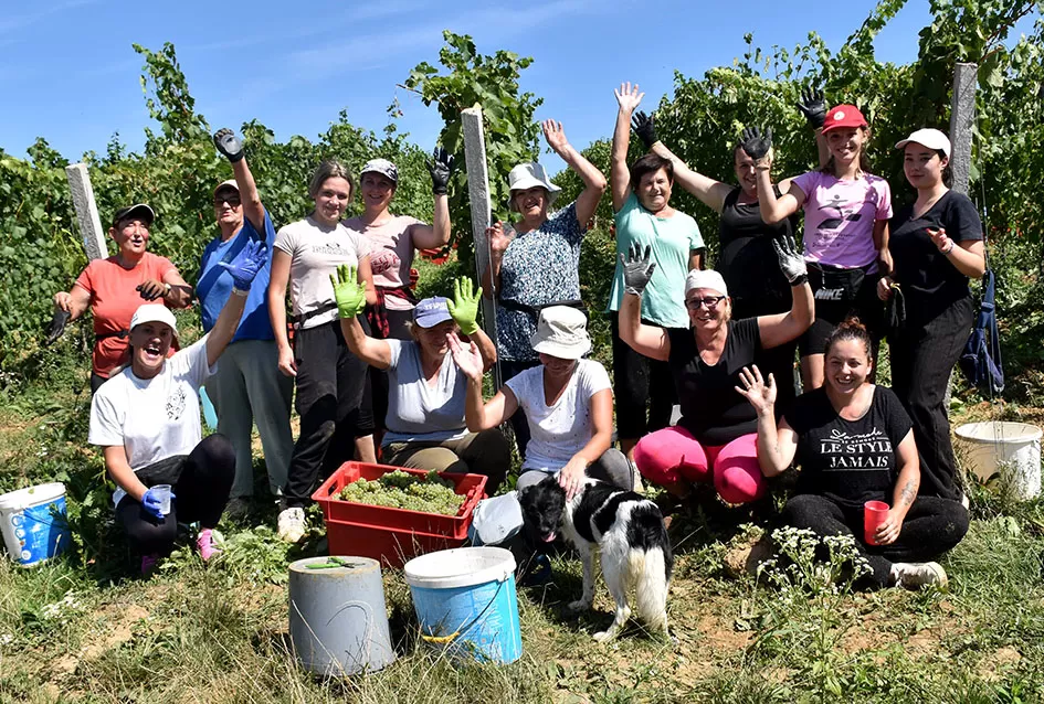 Počela berba graševine vinogradima kutjevačke obitelji Čamak 