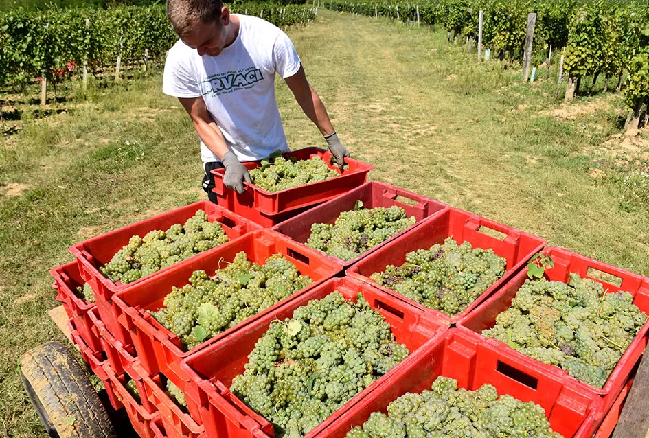 Počela berba graševine vinogradima kutjevačke obitelji Čamak 