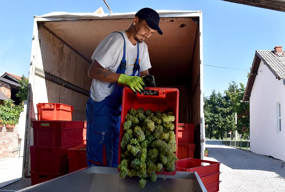 Počela berba graševine vinogradima kutjevačke obitelji Čamak 