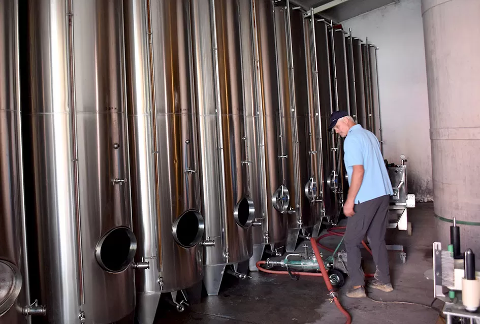 Počela berba graševine vinogradima kutjevačke obitelji Čamak 