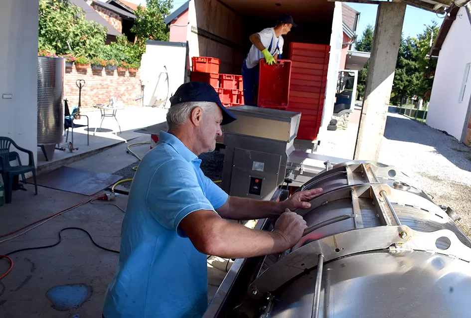 Počela berba graševine vinogradima kutjevačke obitelji Čamak 