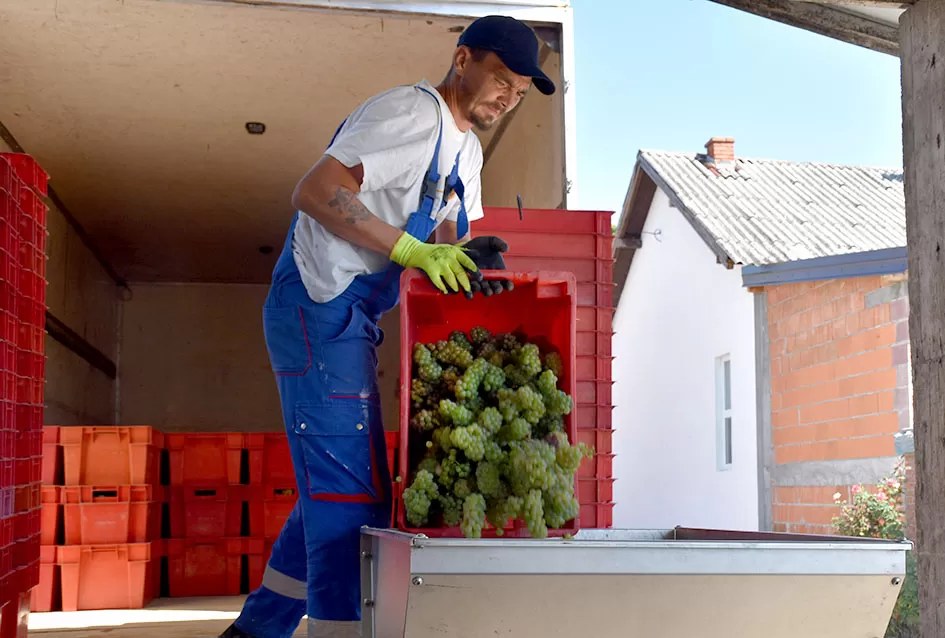 Počela berba graševine vinogradima kutjevačke obitelji Čamak 