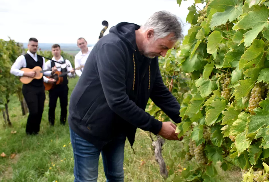 Požega.eu | Pjesmom uz tambure Škoro počeo berbu vinograda u Mitrovcu