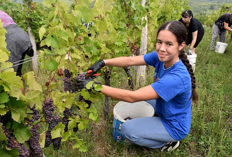 Pjesmom uz tambure Škoro počeo berbu vinograda u Mitrovcu
