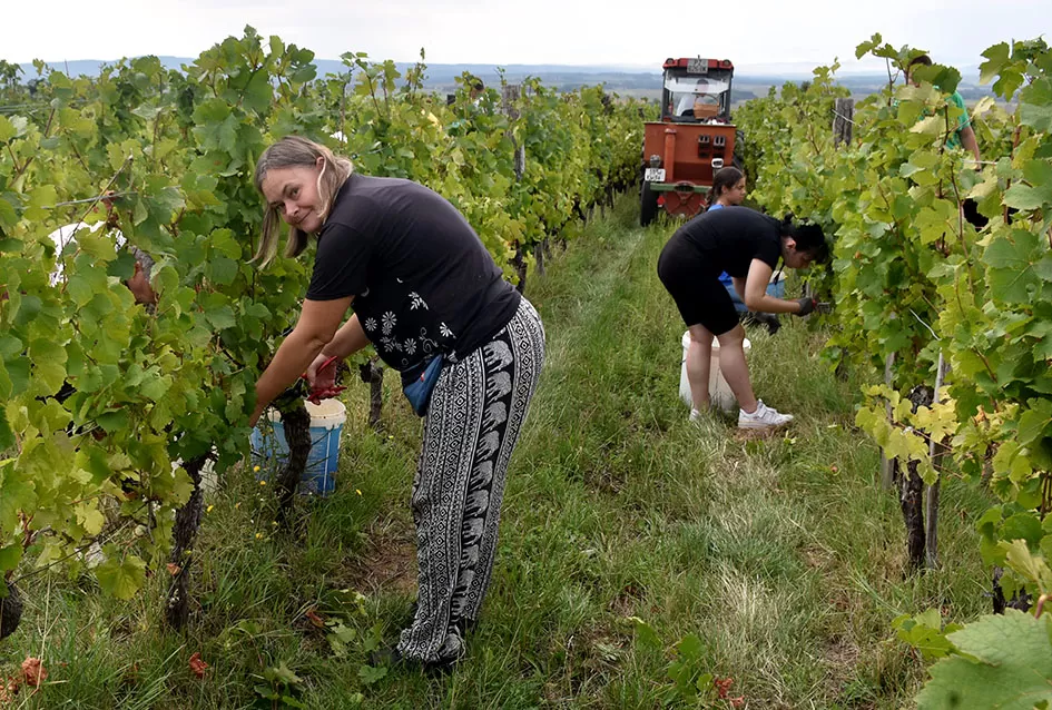 Pjesmom uz tambure Škoro počeo berbu vinograda u Mitrovcu