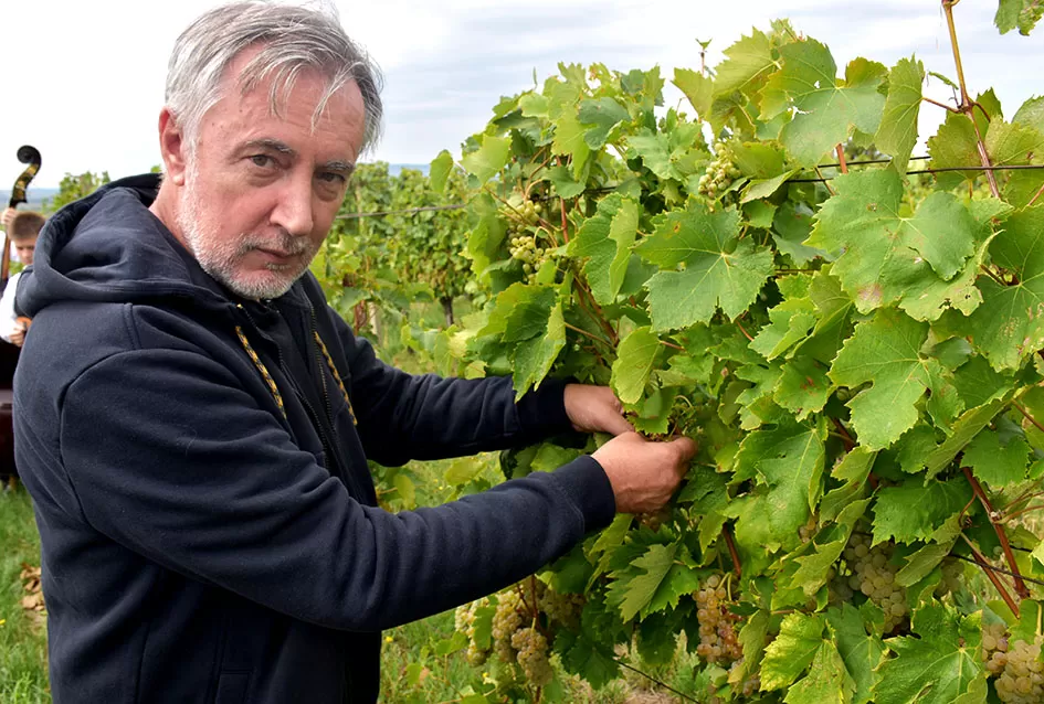 Pjesmom uz tambure Škoro počeo berbu vinograda u Mitrovcu