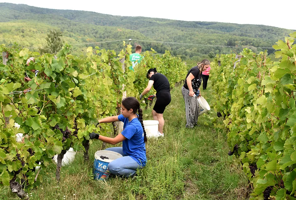 Pjesmom uz tambure Škoro počeo berbu vinograda u Mitrovcu