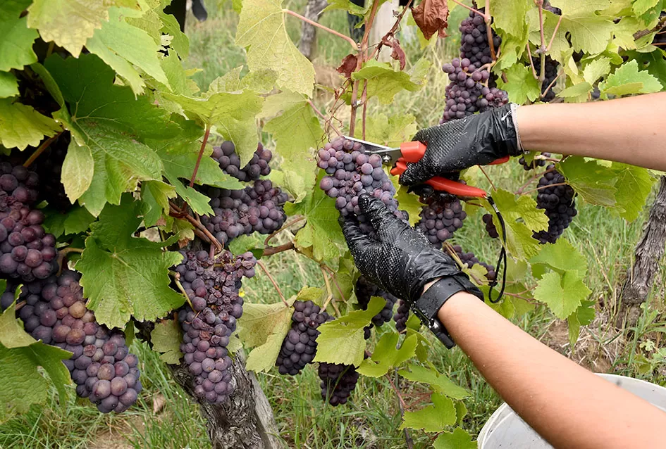 Pjesmom uz tambure Škoro počeo berbu vinograda u Mitrovcu