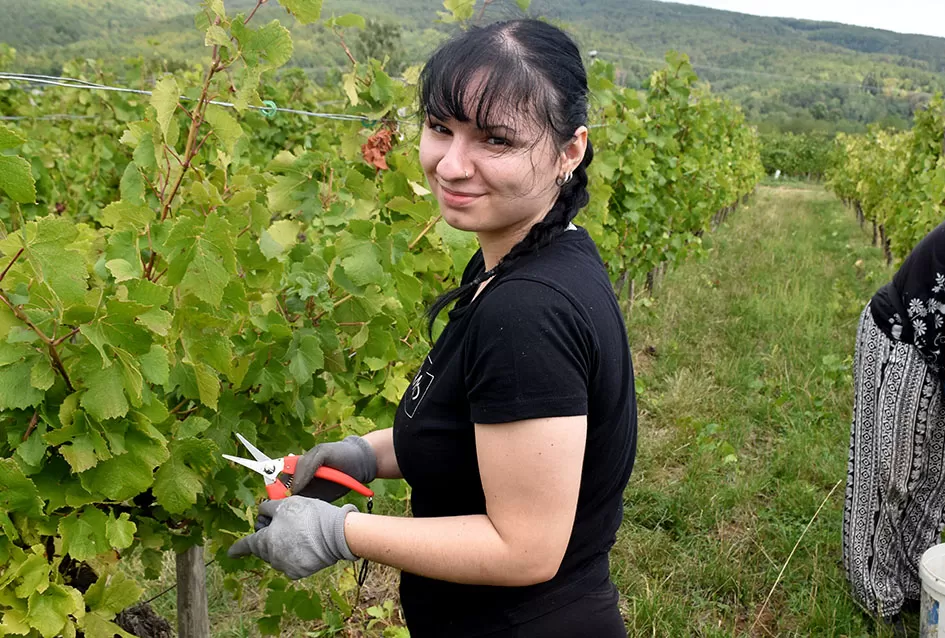 Pjesmom uz tambure Škoro počeo berbu vinograda u Mitrovcu