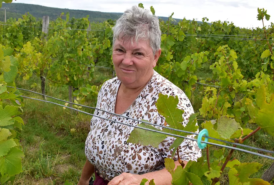 Pjesmom uz tambure Škoro počeo berbu vinograda u Mitrovcu