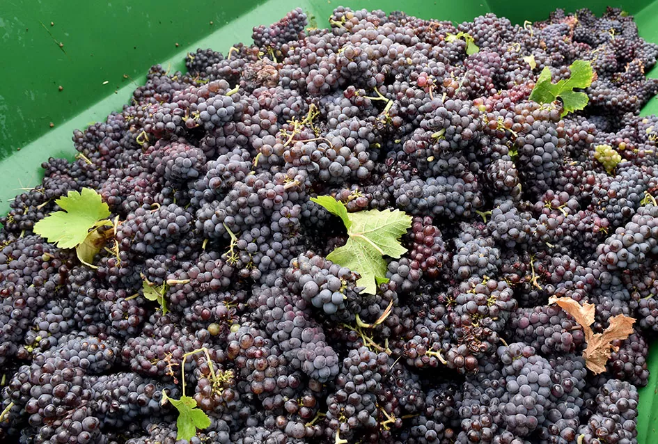 Pjesmom uz tambure Škoro počeo berbu vinograda u Mitrovcu