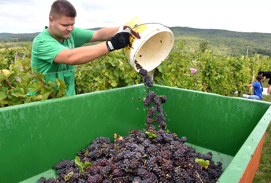 Pjesmom uz tambure Škoro počeo berbu vinograda u Mitrovcu