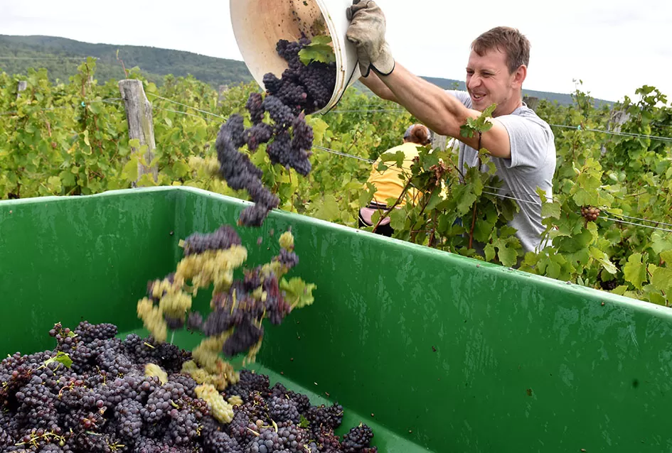 Pjesmom uz tambure Škoro počeo berbu vinograda u Mitrovcu