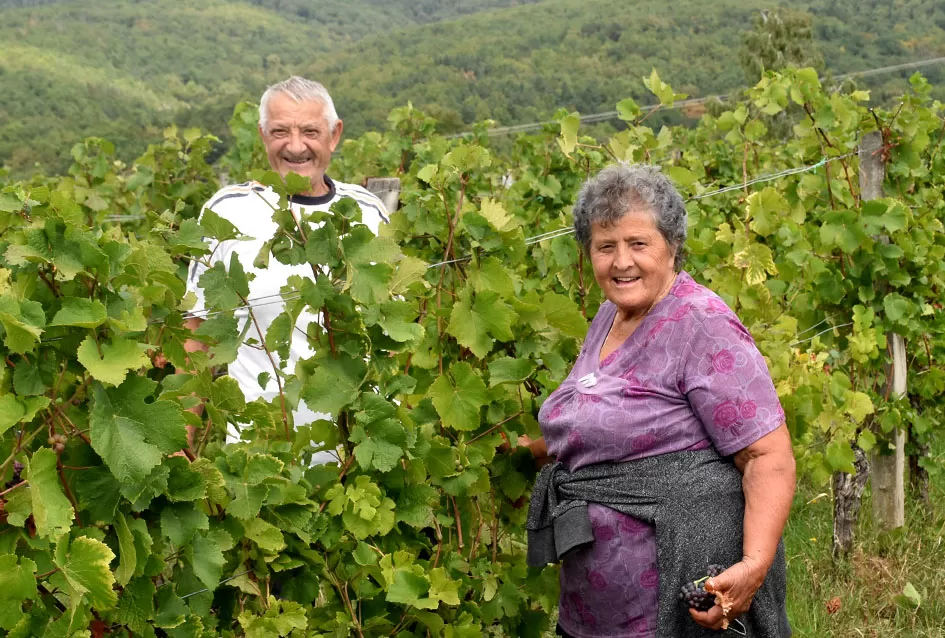 Pjesmom uz tambure Škoro počeo berbu vinograda u Mitrovcu